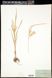 Carex schweinitzii image