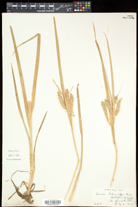 Carex schweinitzii image