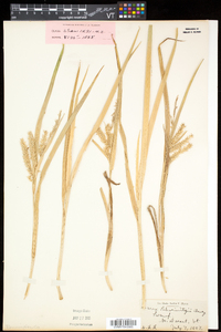 Carex schweinitzii image