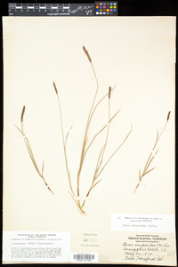 Carex scirpoidea subsp. scirpoidea image