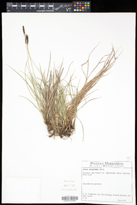 Carex scirpoidea subsp. scirpoidea image