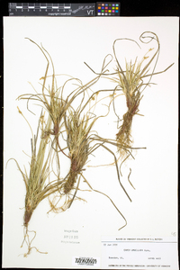 Carex umbellata image