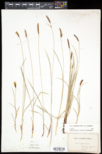 Carex scirpoidea image