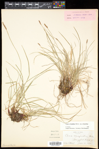 Carex scirpoidea subsp. scirpoidea image