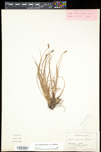 Carex scirpoidea image