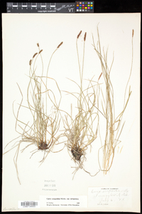 Carex scirpoidea subsp. scirpoidea image