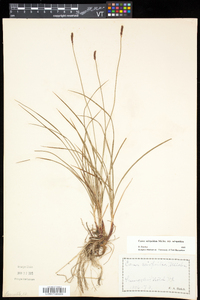 Carex scirpoidea subsp. scirpoidea image