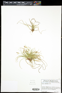 Carex umbellata image