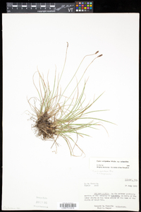 Carex scirpoidea subsp. scirpoidea image