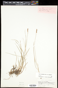 Carex scirpoidea image