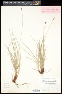 Carex scirpoidea image