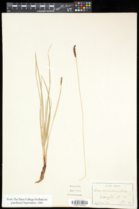 Carex scirpoidea image