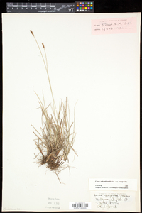 Carex scirpoidea image