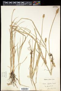 Carex stipata var. stipata image