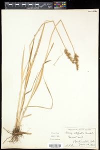 Carex stipata var. stipata image