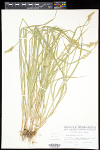 Carex stipata var. stipata image