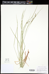 Carex swanii image