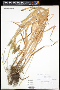 Carex stipata var. stipata image