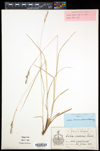 Carex swanii image