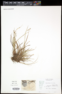 Carex swanii image