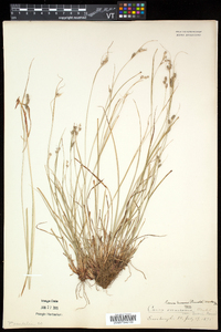 Carex swanii image