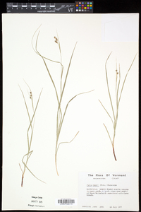 Carex swanii image