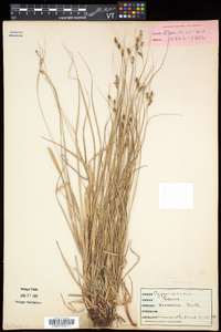 Carex swanii image