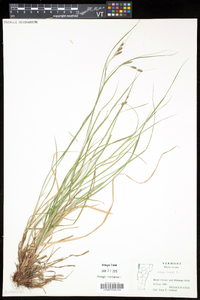 Carex swanii image