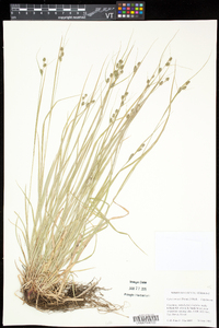 Carex swanii image