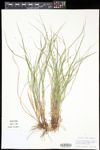 Carex swanii image