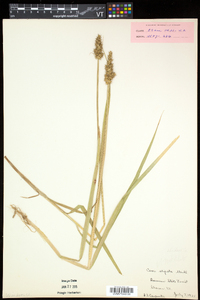 Carex stipata var. stipata image