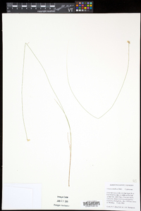 Carex tenuiflora image