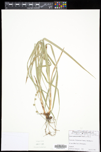 Carex sparganioides image