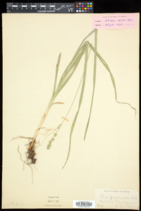 Carex sparganioides image