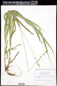 Carex sparganioides image