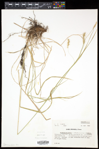 Carex sprengelii image