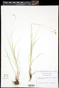 Carex tenera image