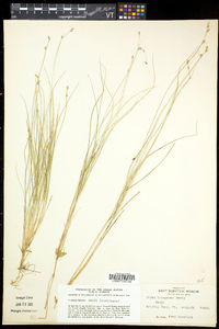 Carex trisperma image