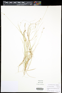 Carex trisperma image