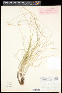 Carex merritt-fernaldii image