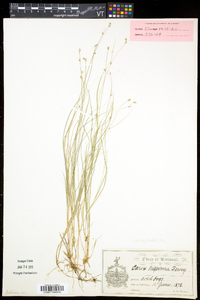 Carex trisperma image