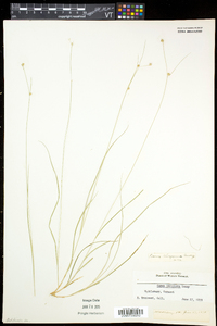 Carex trisperma image