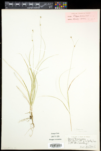 Carex trisperma image