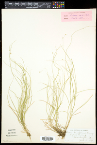 Carex trisperma image