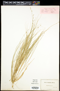 Carex trisperma image