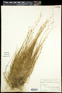 Carex trisperma image