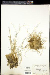 Carex trisperma image