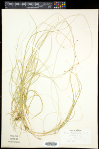 Carex trisperma image