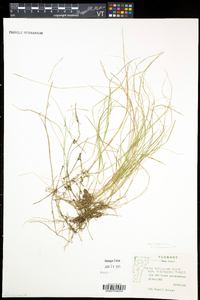 Carex trisperma image