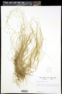 Carex trisperma image